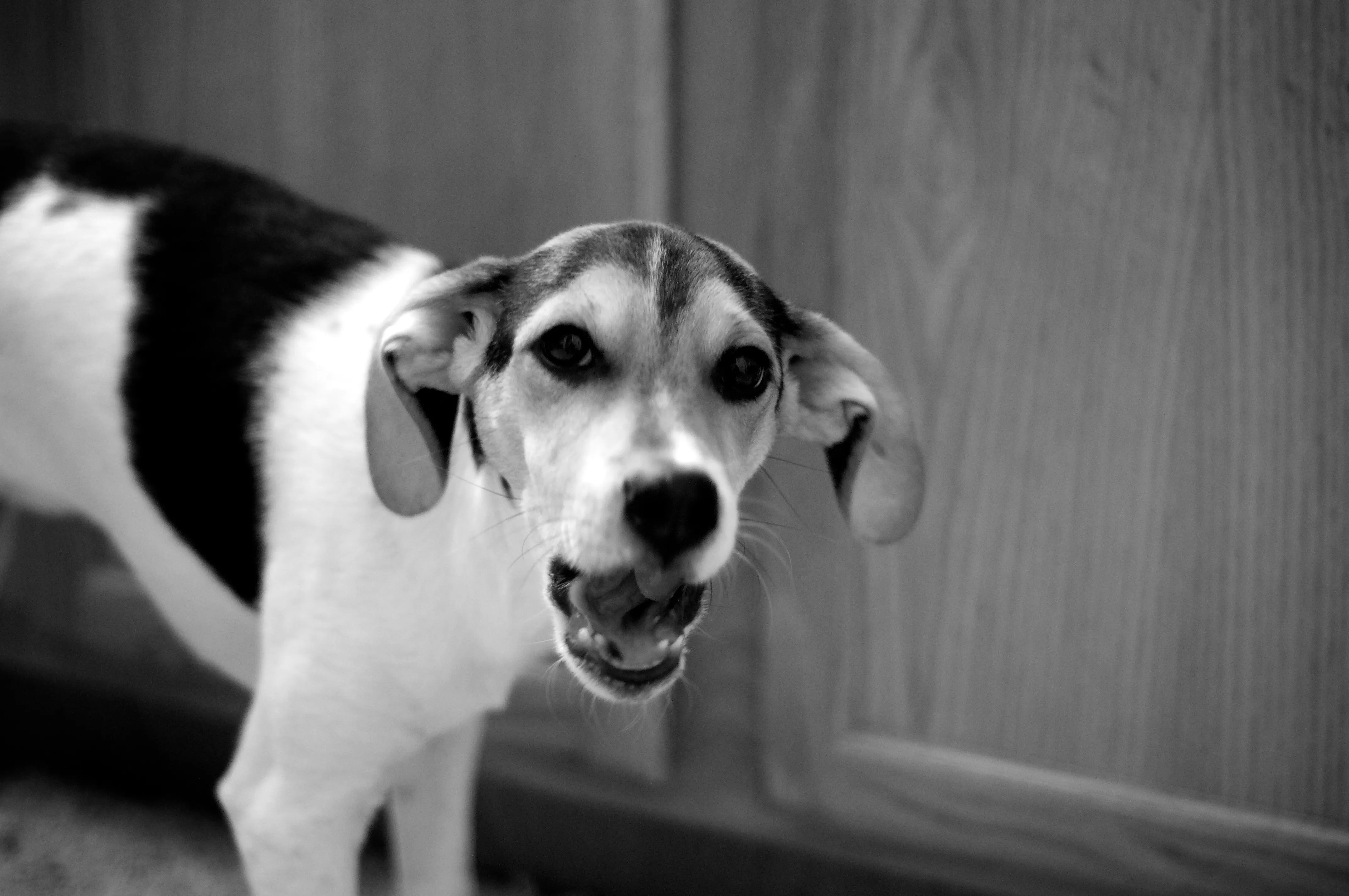 American Eagle Dog